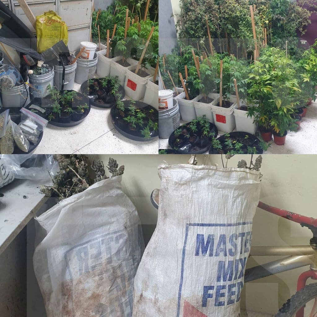 Cops make $117k cannabis bust in Gasparillo