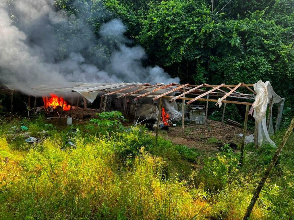 Police destroy $200k cannabis field and grow house in Rio Claro