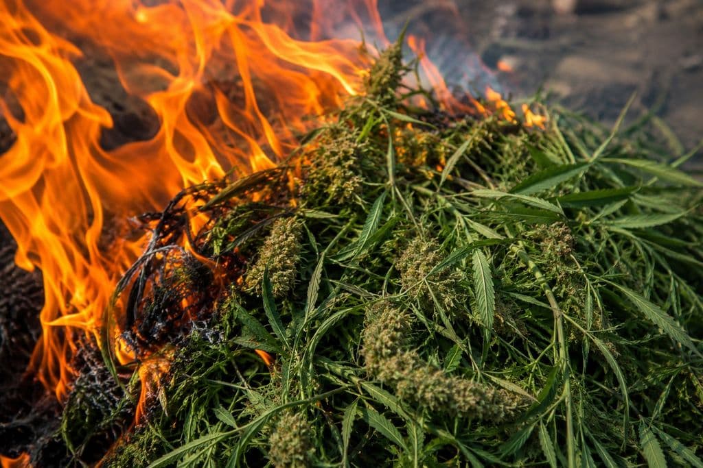 Police destroy 1,800 marijuana trees in Moruga worth $2.4M