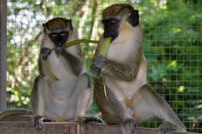 Monkey sales not illegal, says RSPCA