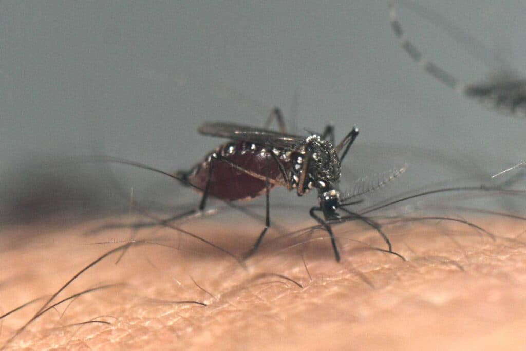 MoH: Protect yourself from mosquitoes