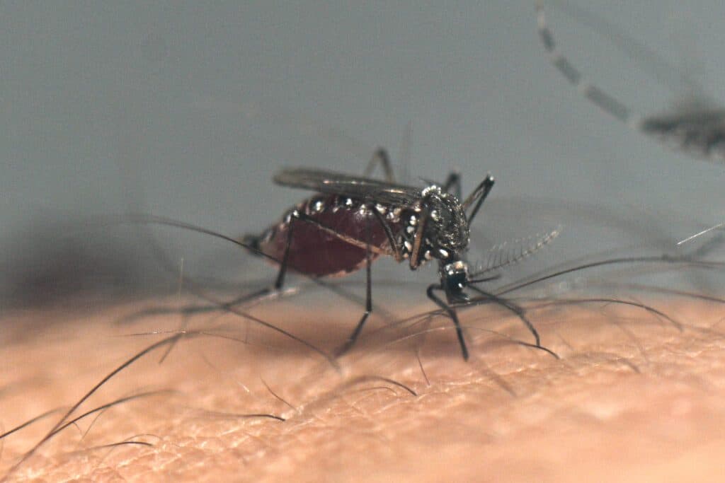 Health Ministry warns: Clean up to prevent dengue