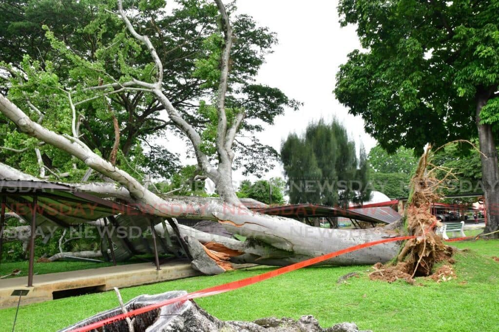 Large tree collapses on UWI walkway amid high winds