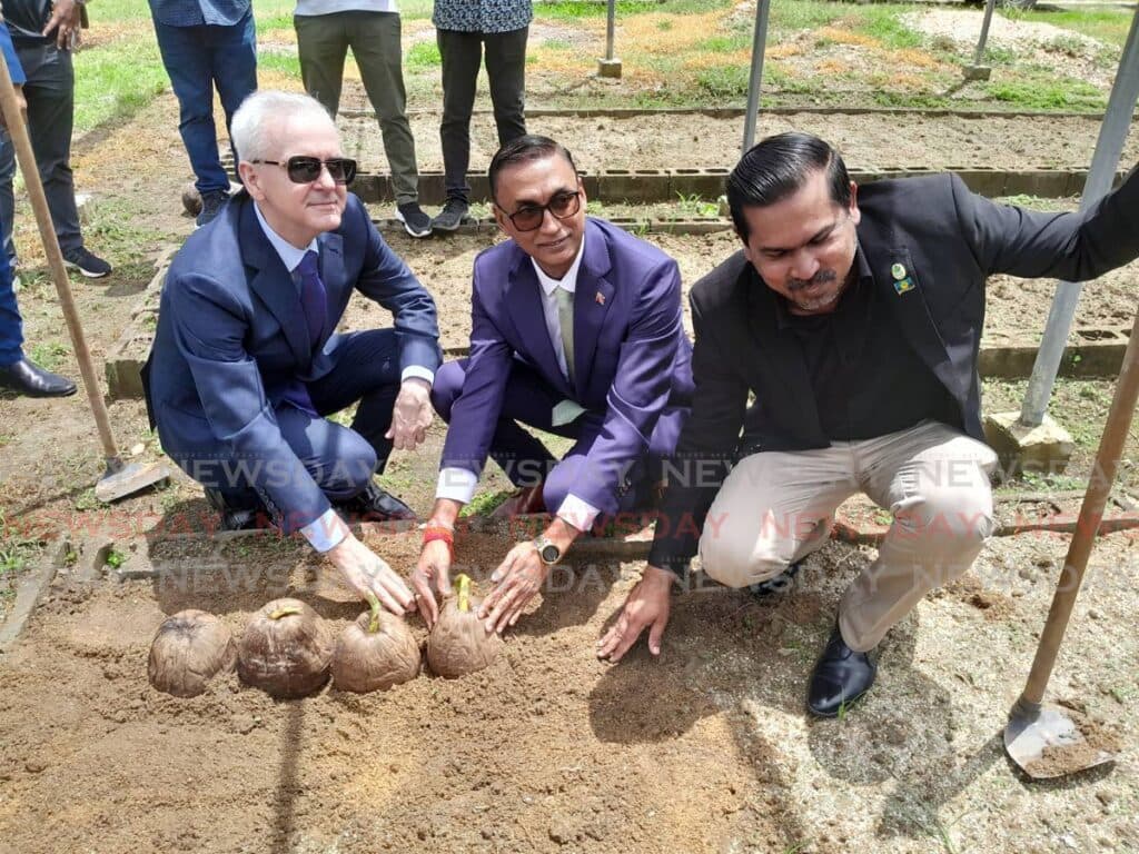 Brazilian coconuts to revitalise industry