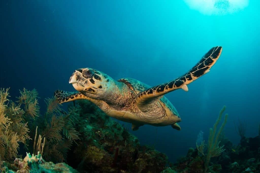 Cartagena Convention Secretariat: Caribbean Sea fundamental to regional well-being