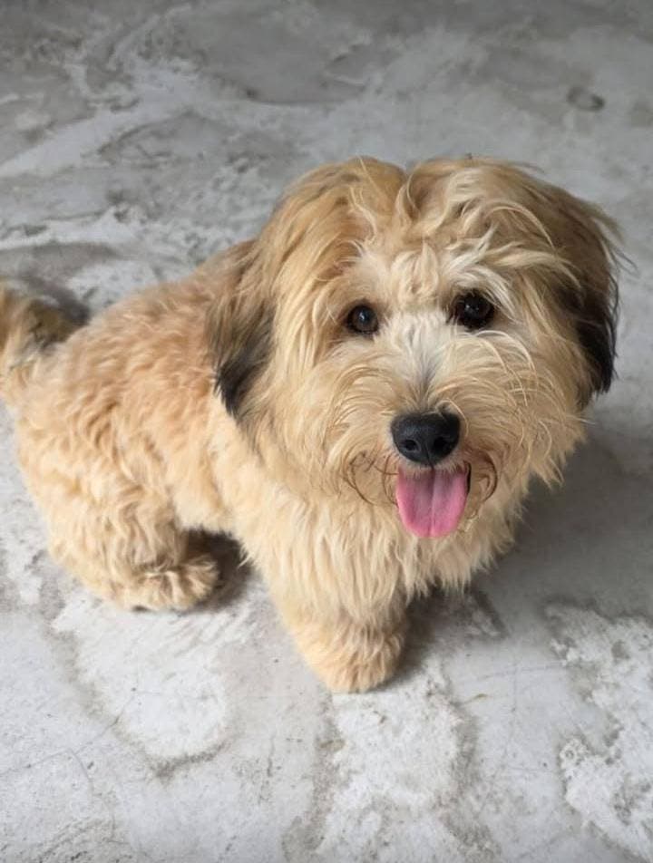 Brian Lara looks for missing dog