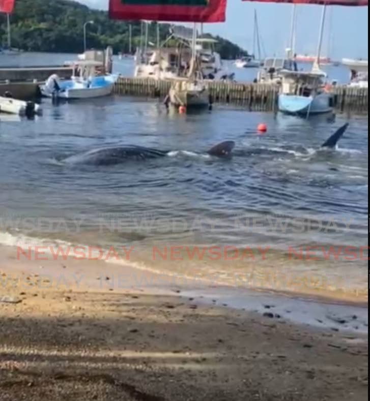 Juvenile whale shark sighted in Chaguaramas