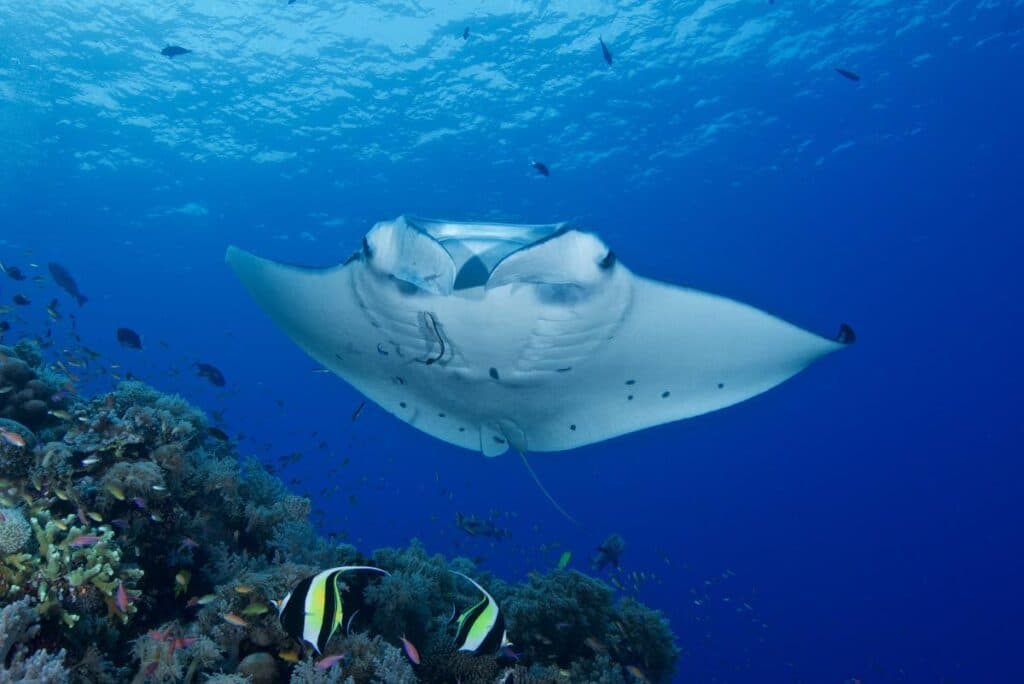 Sea creatures that roam Trinidad and Tobago waters