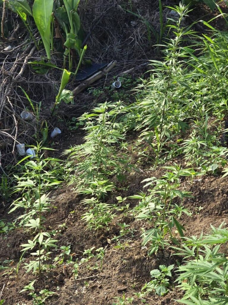 Guns seized, multiple arrests in nationwide anti-crime exercises