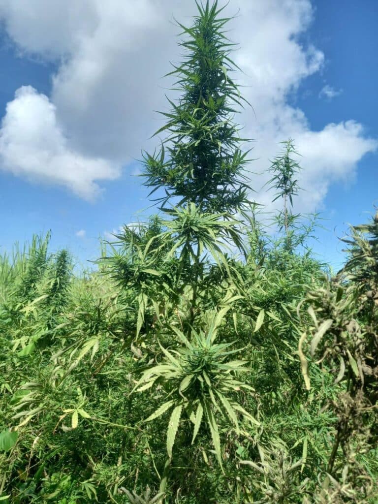 Couva marijuana fields burnt by cops