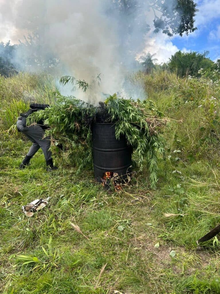 Diego police destroy ganja plantation