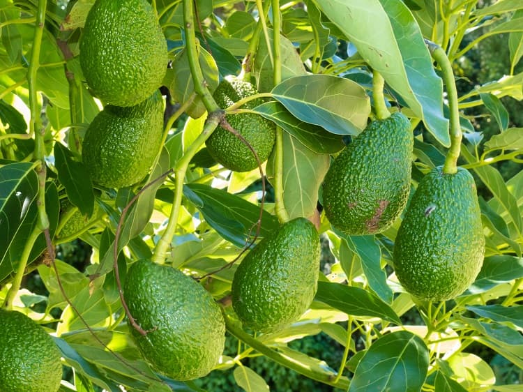 Govt Seeks Dominican Expertise to Expand Mango and Avocado Production