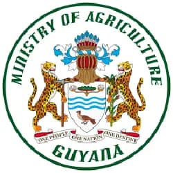 Government to distribute cash grants to rice farmers next week