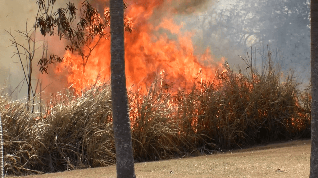 Chief Fire Officer: Human activity fuelling surge in bushfires across Barbados