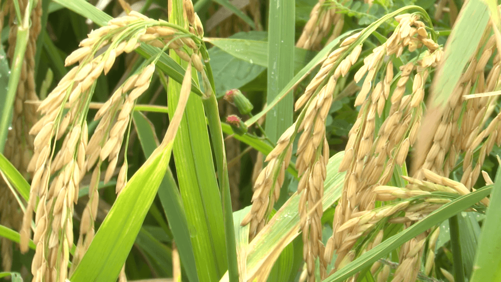 Commercial rice production begins in Barbados