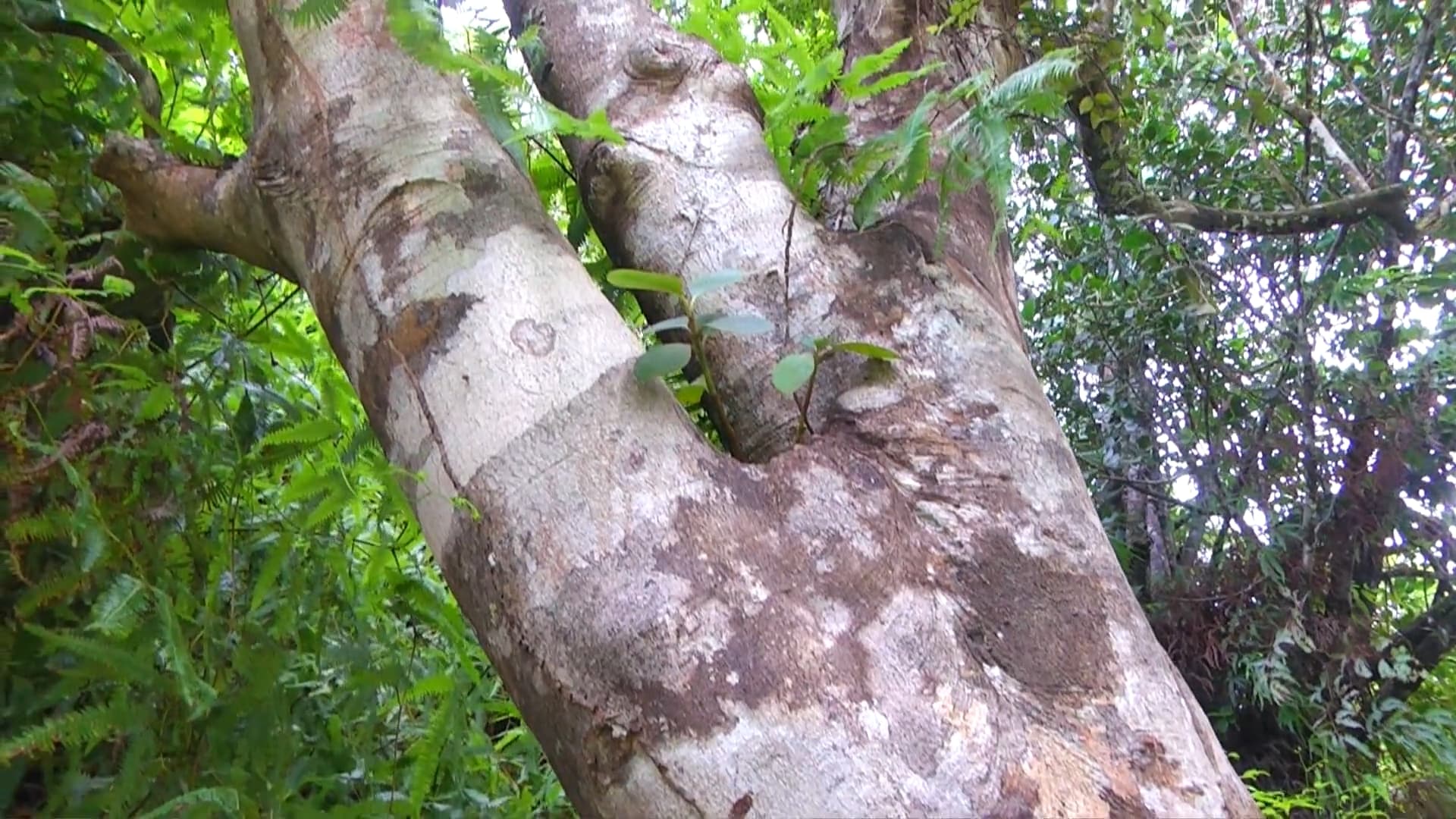 Rare Tree Found After Decades In Tobago Forest