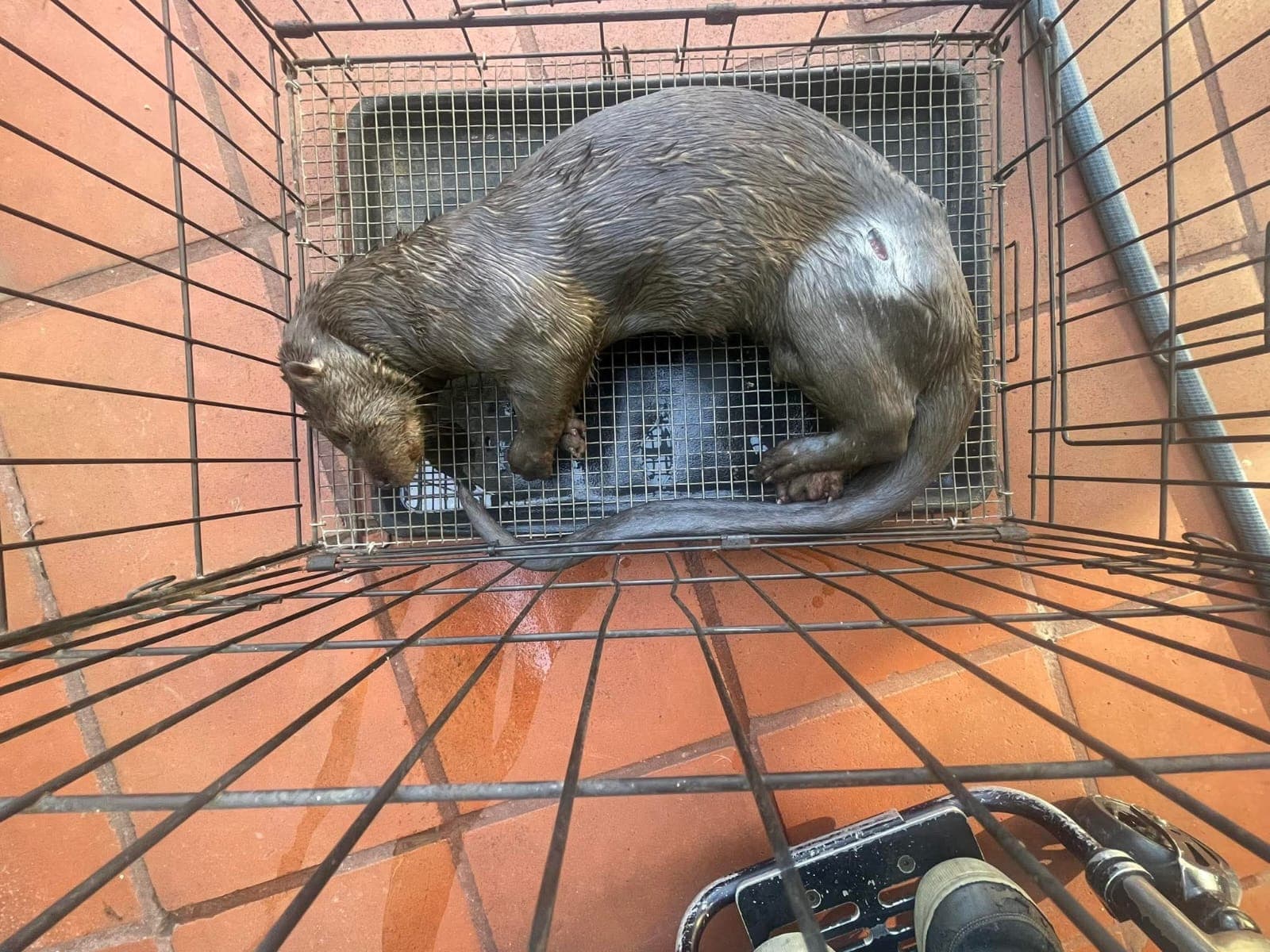 Rescued Otter Succumbs Despite Veterinary Intervention