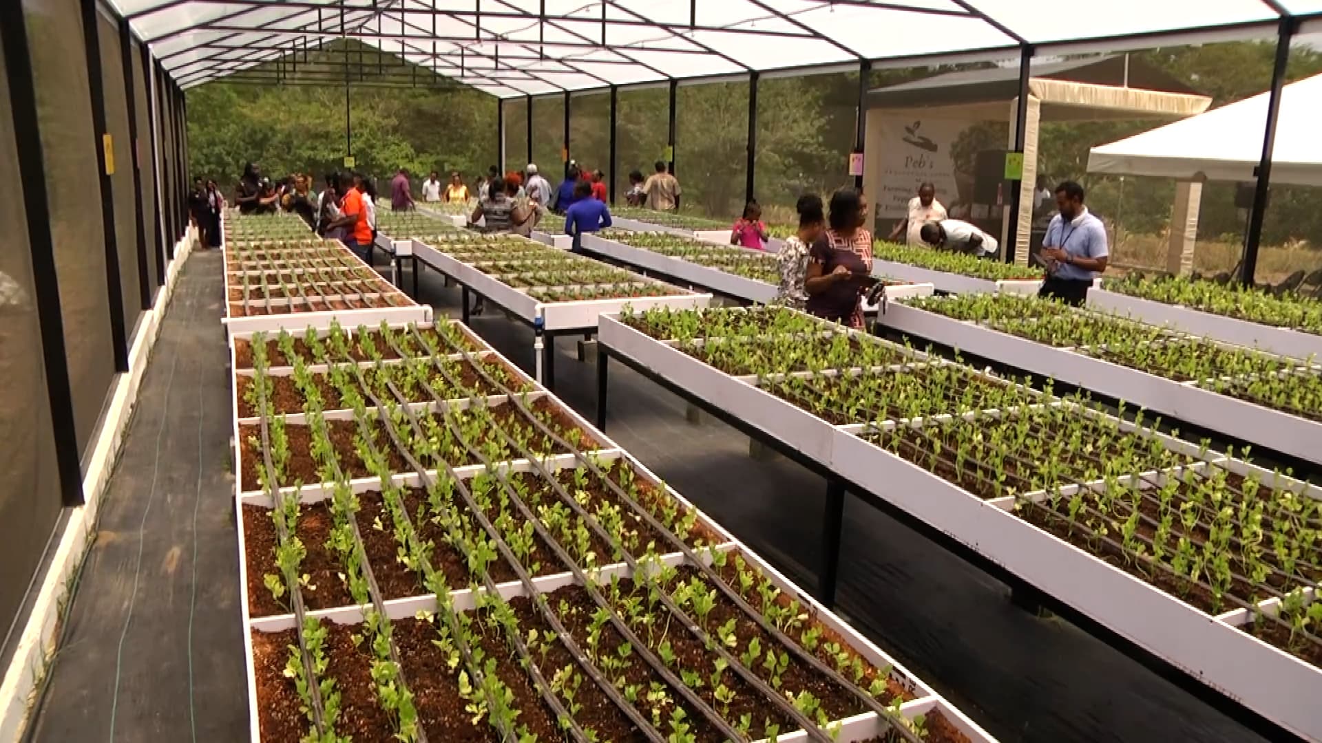 Peb’s Prosperous Hands Greenhouse Boosts Local Food Production In Tobago