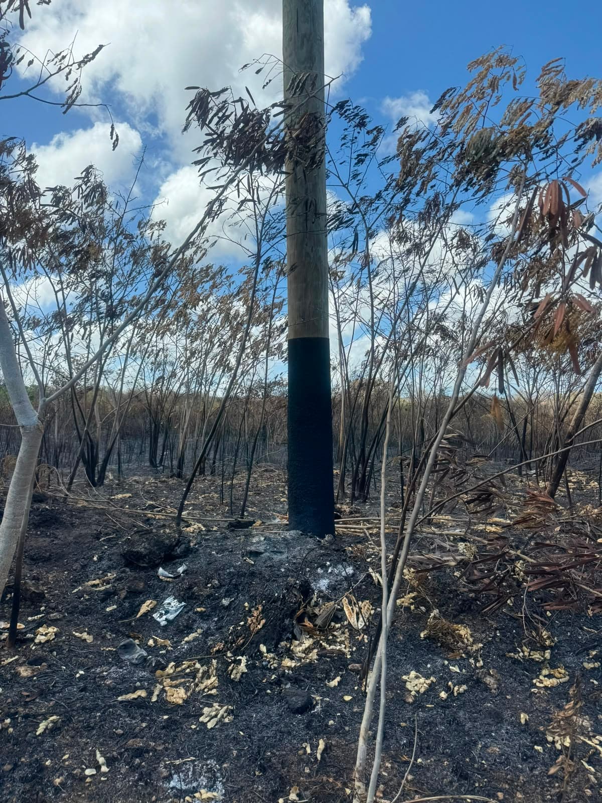 Grass fires cost Light & Power thousands, prompting pole protection