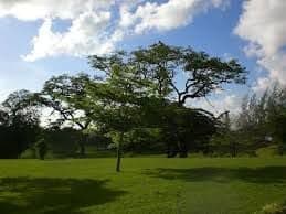 Shovel attack at Palmiste Park, 2 charged with attempted murder