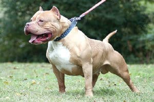 Seven dogs attack as cops execute warrant