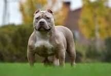 American Bully bites cop