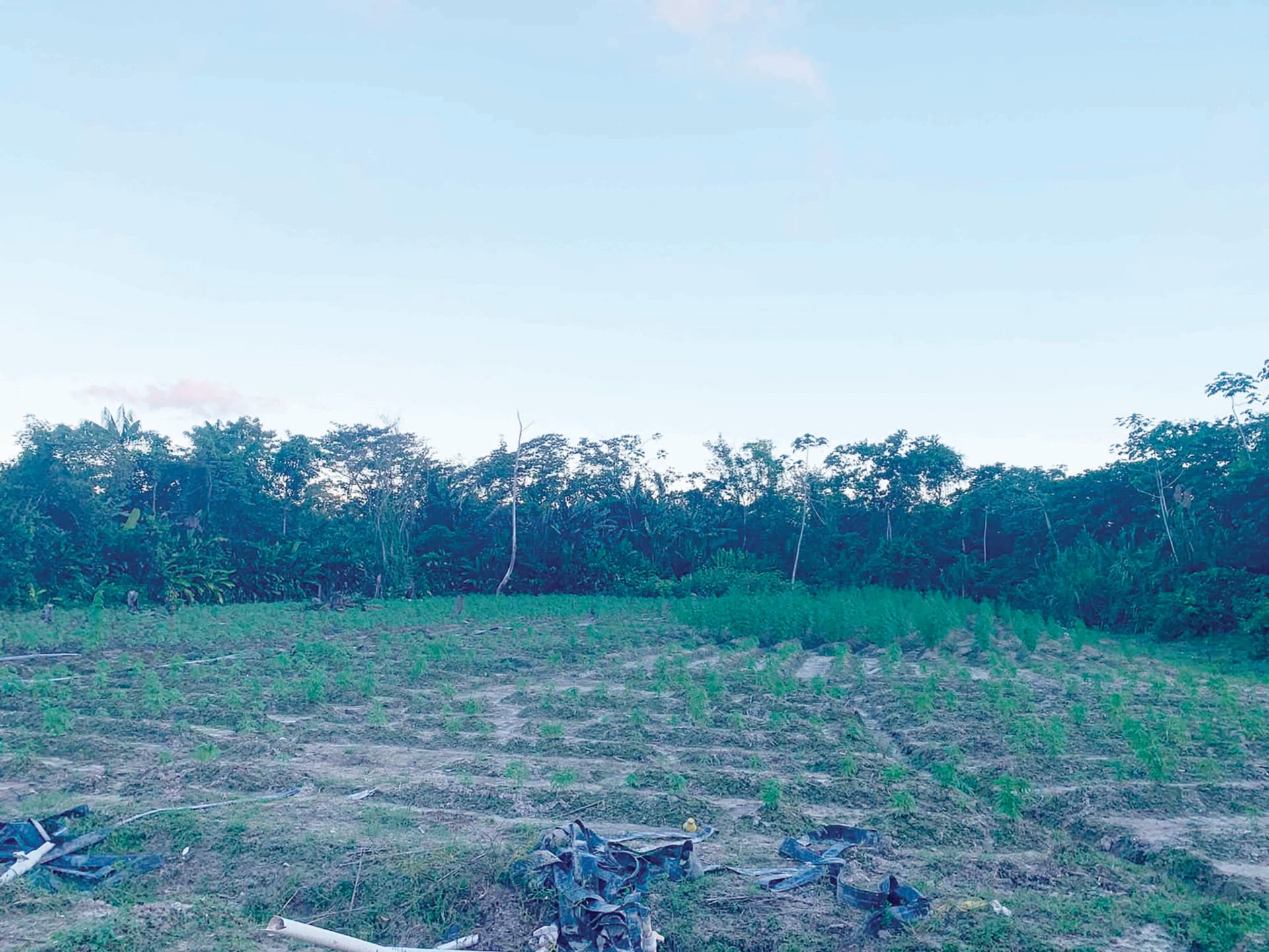 Over $2M worth of ganja destroyed along Berbice River