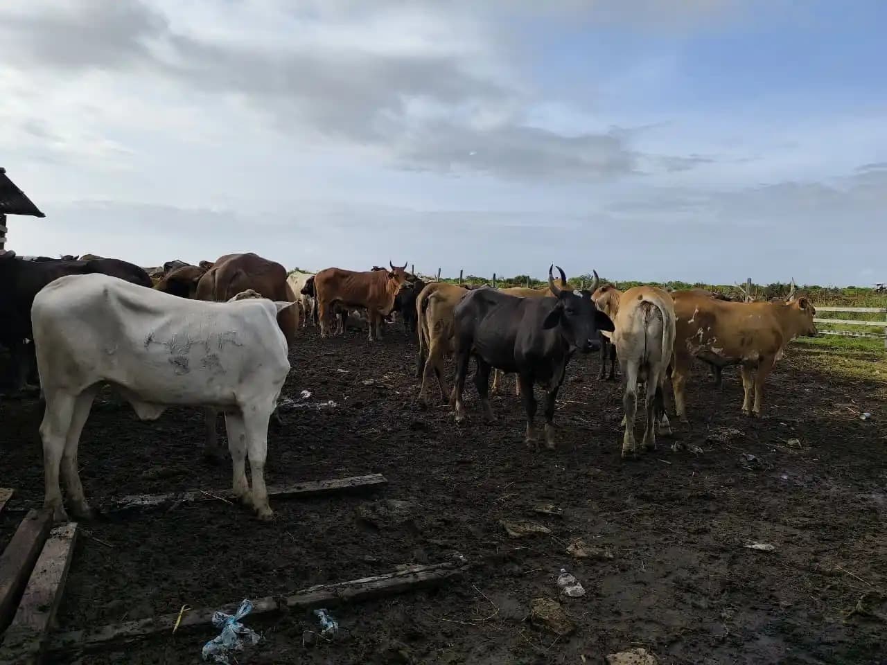 Cattle theft driving Berbice farmers out of industry