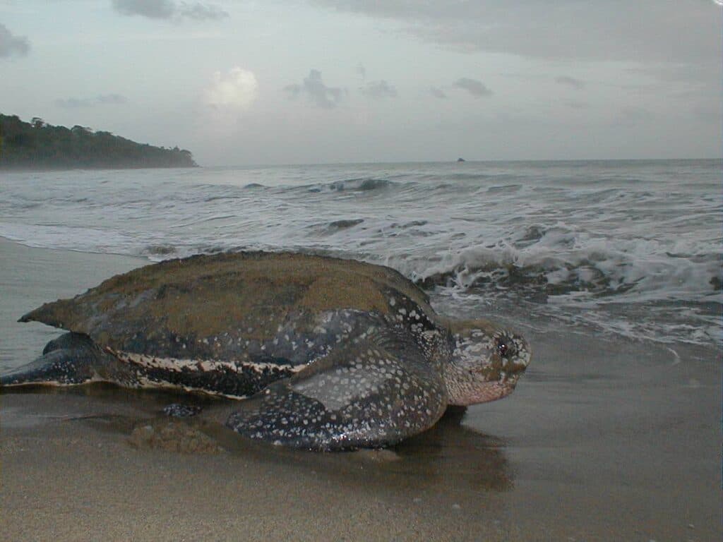 Sea-turtle nesting season has started