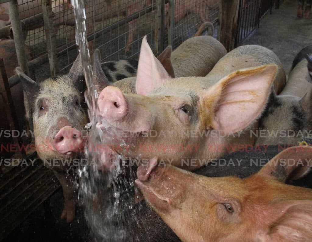 Ministry: Local pork still safe to eat