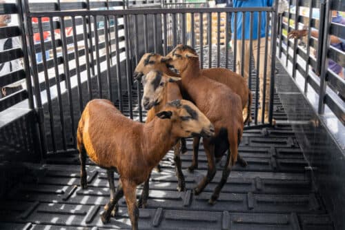 Barbados Reviews Black Belly Sheep Strategy as Guyana’s Flock Tops 5,000