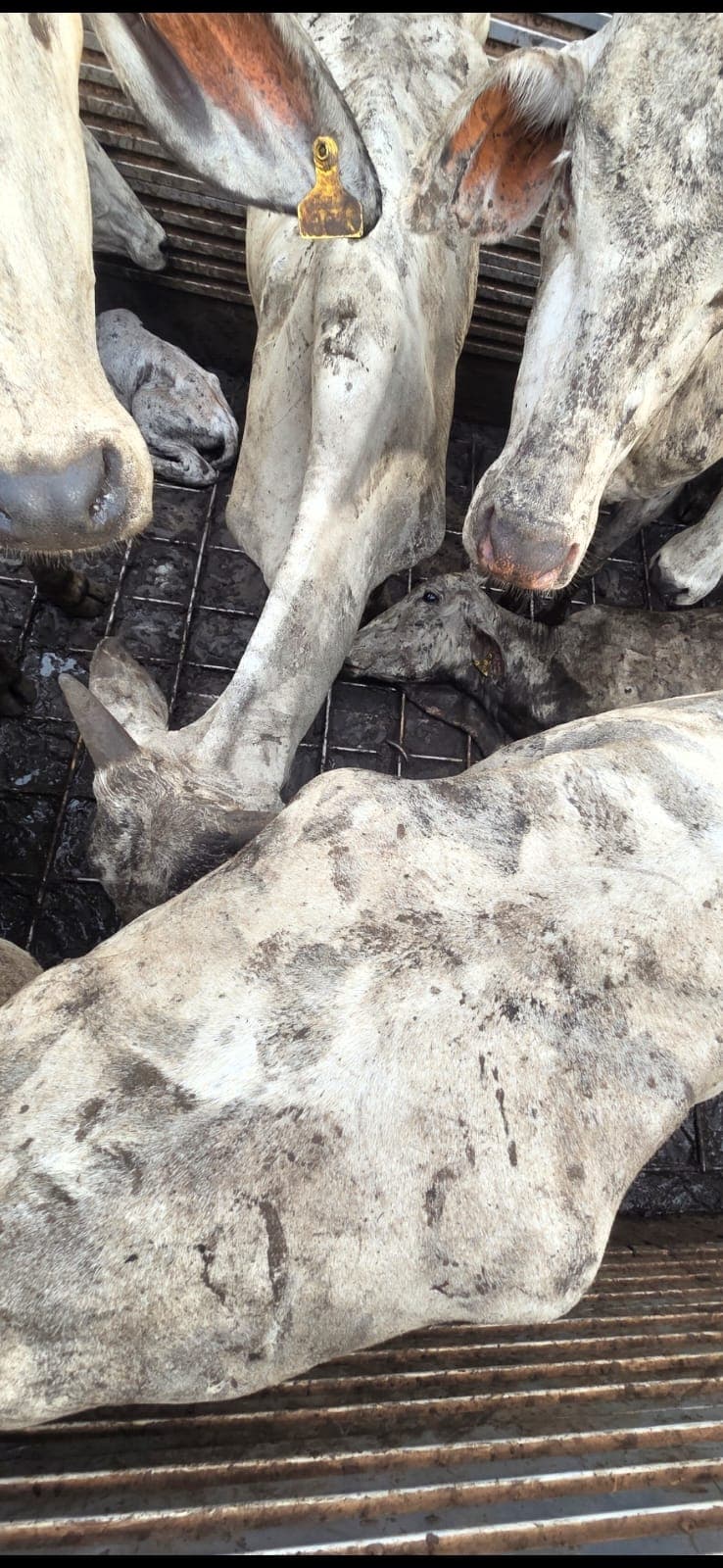 Pregnant Heifer Deaths Show PPP’s Lack of Humanity- Fmr City Mayor Narine