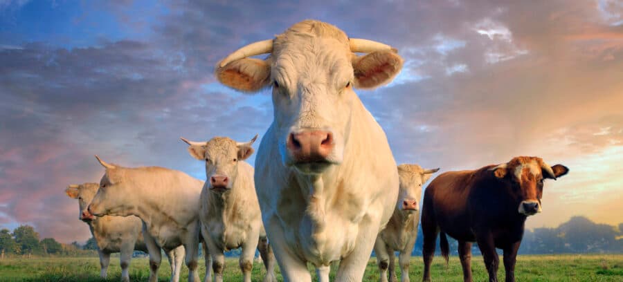 Brazilian Heifer Dies as Opposition Demands Probe into Govt’s Herd Expansion Programme
