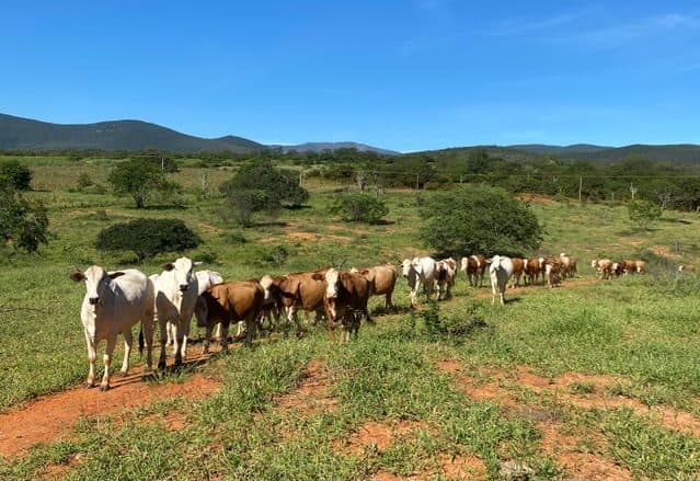 Missing Procurement Records Cloud Brazilian Heifers Deal