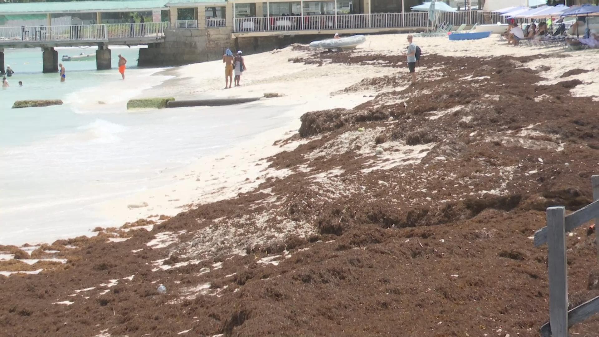 Carlisle Bay businesses feeling impact of sargassum influx