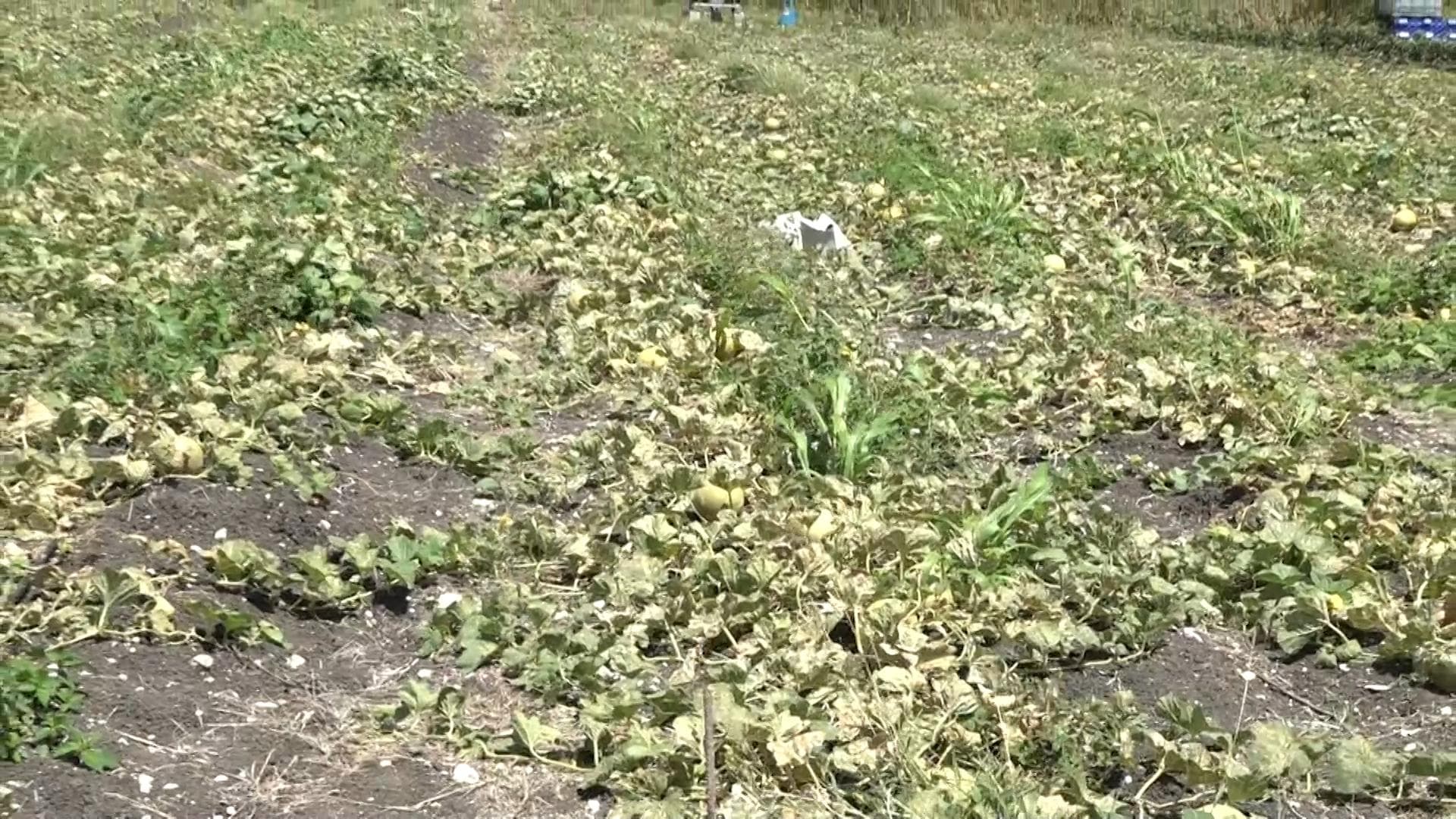 Drought concerns raise alarm for local food crop farmers