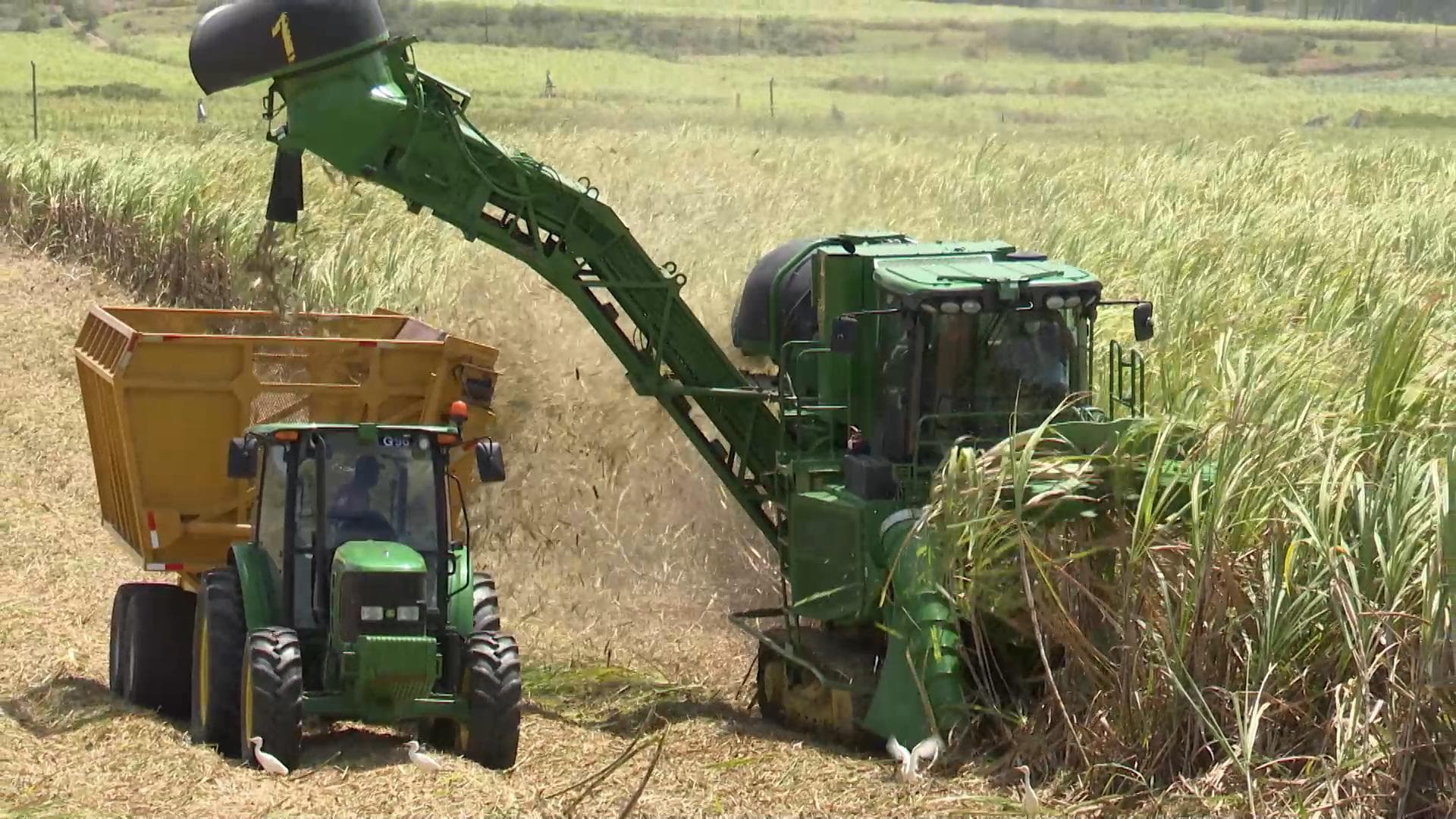 BSIL chairman reflects on a challenging 2026 sugar harvest