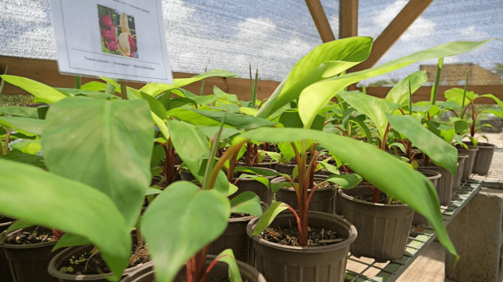Banana industry being strengthened in major milestone for sector