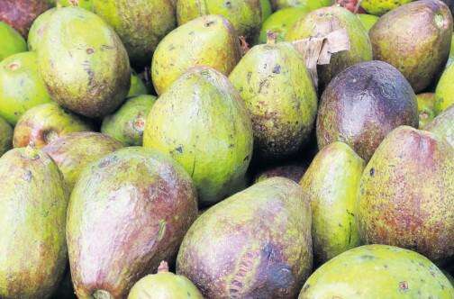 Man found dead under pear tree in Mandeville
