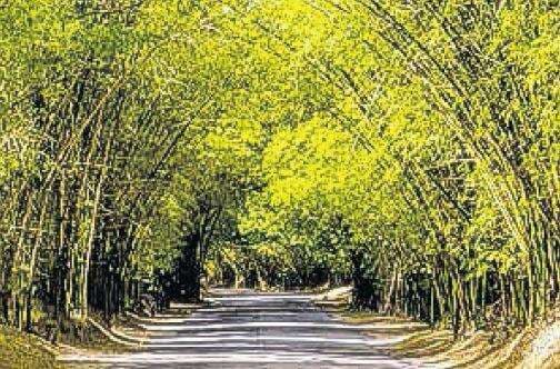 Holland Bamboo in St Elizabeth to be pedestrianised for eco-tourism — Green