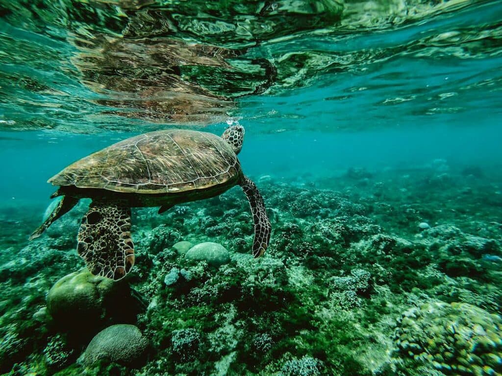 Worldâs oceans break June heat record â EU monitor