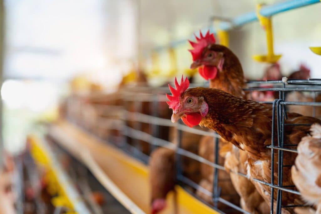 Cayman Islands confirms poultry disease outbreak, says no risk to humans