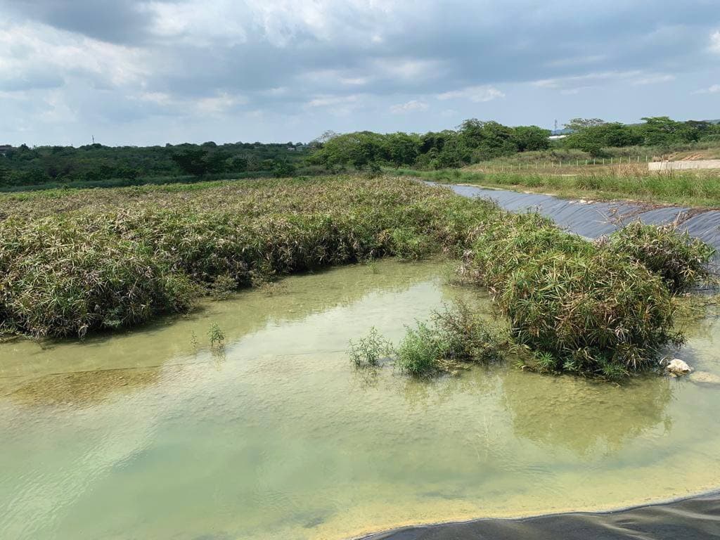 ‘A Jamaican Path: from Hills to Ocean’ project benefits wetland and coastal ecosystems, says NEPA