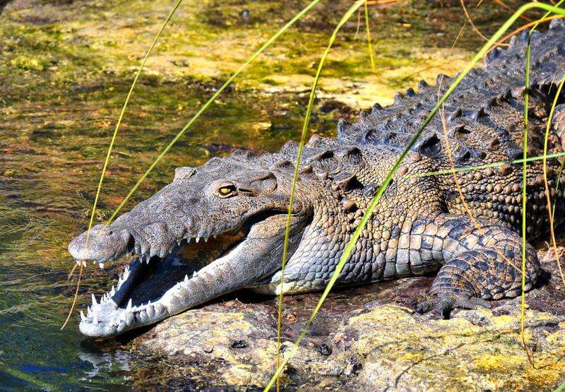 Man freed on bail after toddler found in UK zoo’s crocodile pen