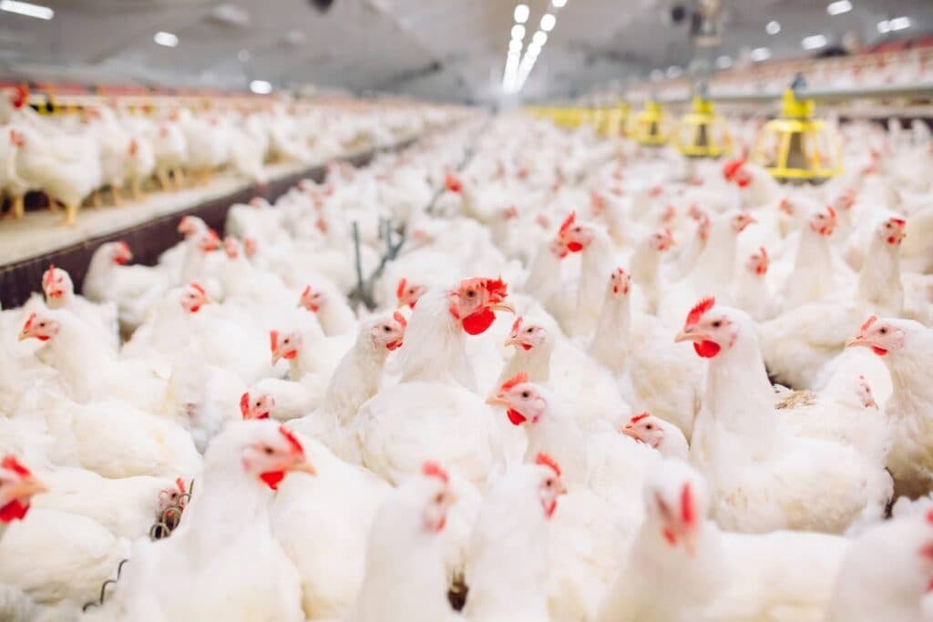 Australia detects first case of contagious H5 bird flu