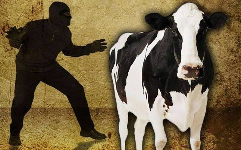 Police urge caution when purchasing beef following illegal slaughter