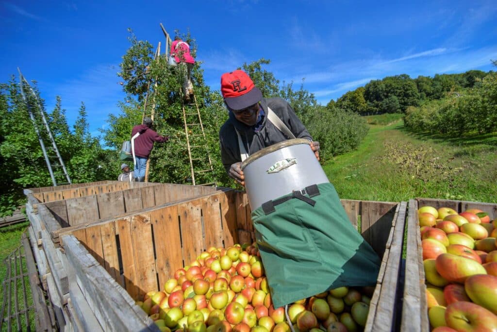More Jamaicans participating in Overseas Employment Programme—PIOJ