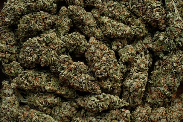 JCF says Western Jamaica accounted for 31 per cent of ganja seized across the island