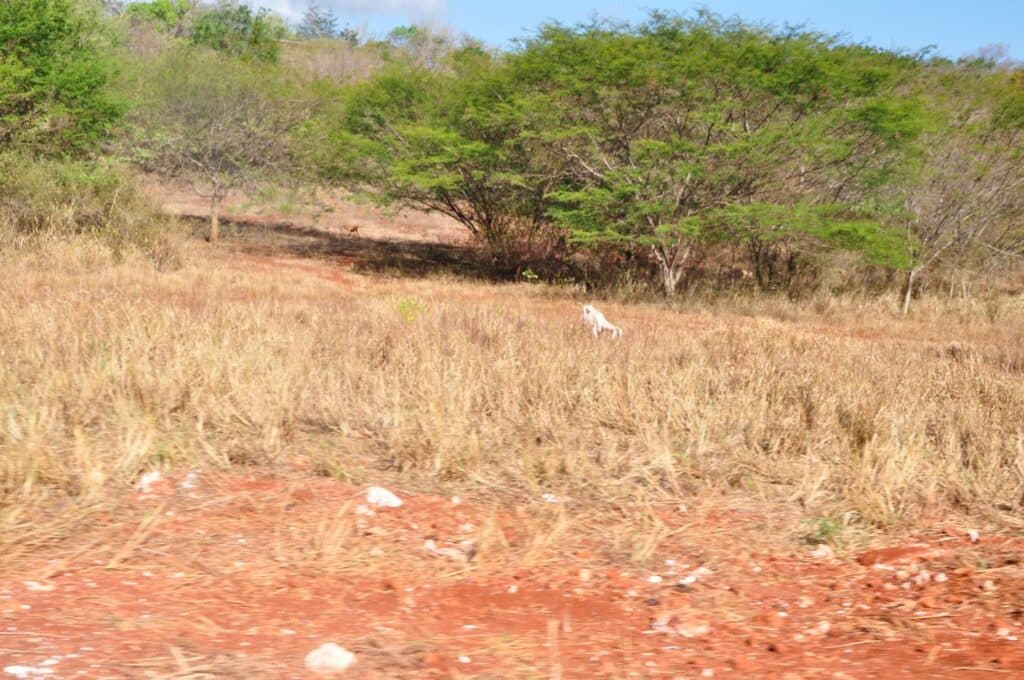 Drought response could cost $500 million
