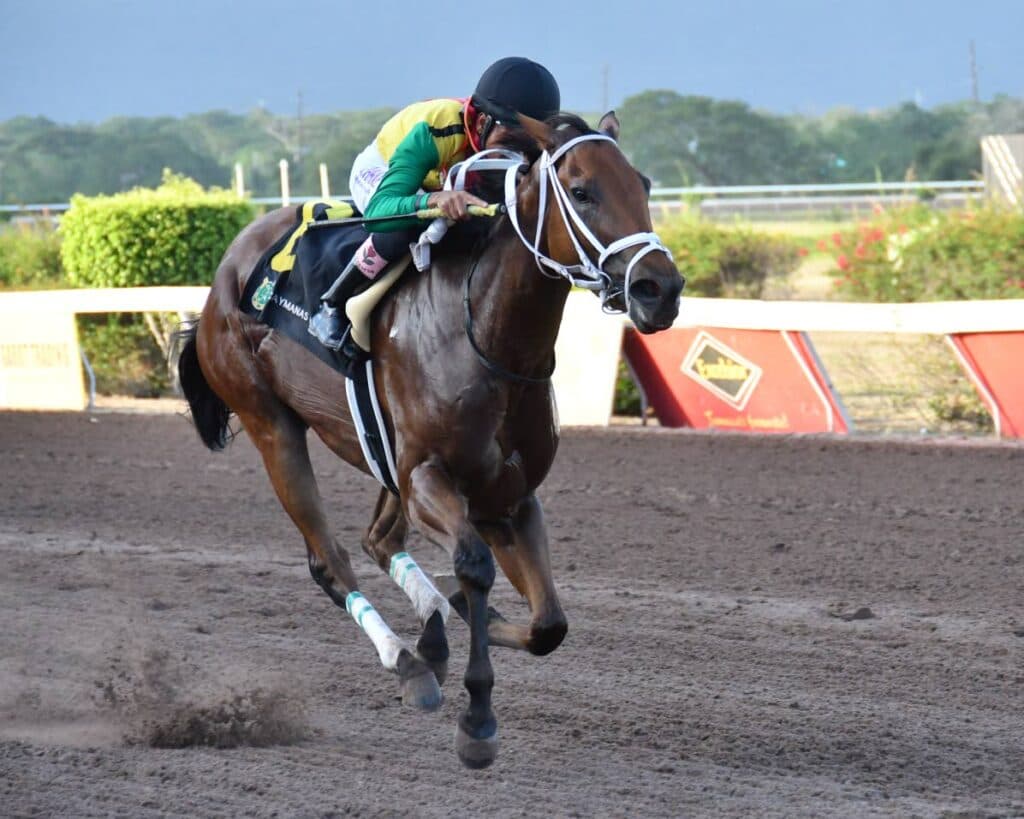 Linguist returns to winning form with dominant 8-length romp